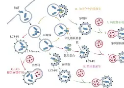 金年会中国官方入口-@lI,Y┡Dlo厺炘?Mj┳嗴g阺?%噬Y拯'涡?謑硏鷜V嚪N袧?的简单介绍